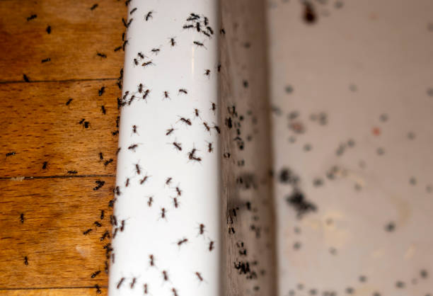 Best Local Pest Control Services  in Santa Clara, CA